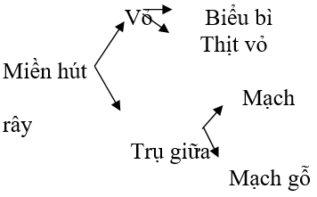 Giáo án Sinh học 6 Bài 10: Cấu tạo miền hút của rễ | Giáo án Sinh học 6 mới, chuẩn nhất