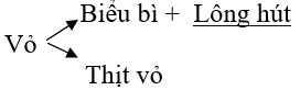 Giáo án Sinh học 6 Bài 15: Cấu tạo trong của thân non | Giáo án Sinh học 6 mới, chuẩn nhất