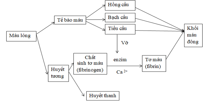 Giáo án Sinh học 8 Bài 15: Đông máu và nguyên tắc truyền máu | Giáo án Sinh học 8 mới, chuẩn nhất