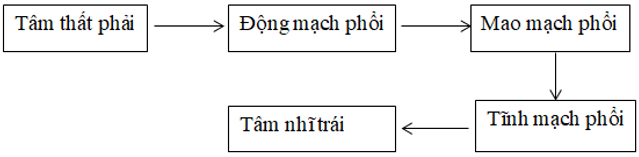 Giáo án Sinh học 8 Bài 16: Tuần hoàn máu và lưu thông bạch huyết | Giáo án Sinh học 8 mới, chuẩn nhất