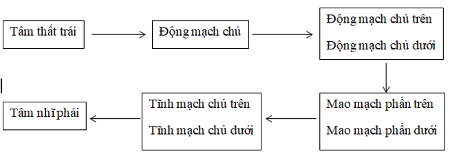 Giáo án Sinh học 8 Bài 16: Tuần hoàn máu và lưu thông bạch huyết | Giáo án Sinh học 8 mới, chuẩn nhất