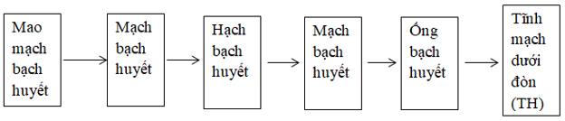 Giáo án Sinh học 8 Bài 16: Tuần hoàn máu và lưu thông bạch huyết | Giáo án Sinh học 8 mới, chuẩn nhất