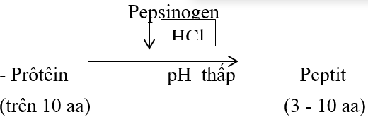 Giáo án Sinh học 8 Bài 35: Ôn tập học kì 1 (tiết 2) | Giáo án Sinh học 8 mới, chuẩn nhất