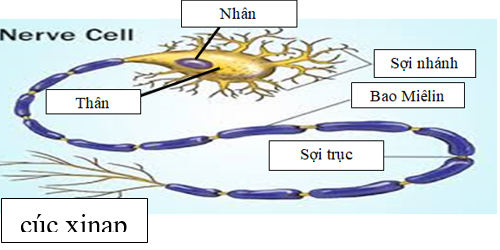 Giáo án Sinh học 8 Bài 43: Giới thiệu chung hệ thần kinh | Giáo án Sinh học 8 mới, chuẩn nhất