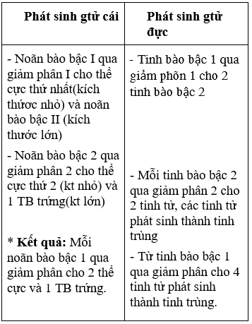 Giáo án Sinh học 9 Bài 11: Phát sinh giao tử và thụ tinh | Giáo án Sinh học 9 mới, chuẩn nhất