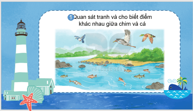 Giáo án điện tử Loài chim của biển cả lớp 1 | PPT Tiếng Việt lớp 1 Kết nối tri thức