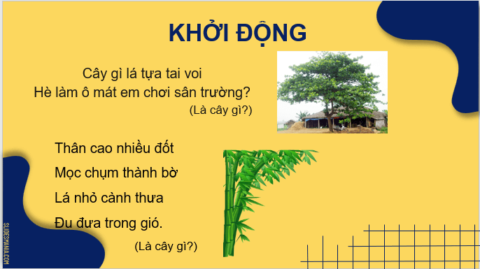 Giáo án điện tử Cây nhút nhát lớp 2 | PPT Tiếng Việt lớp 2 Chân trời sáng tạo