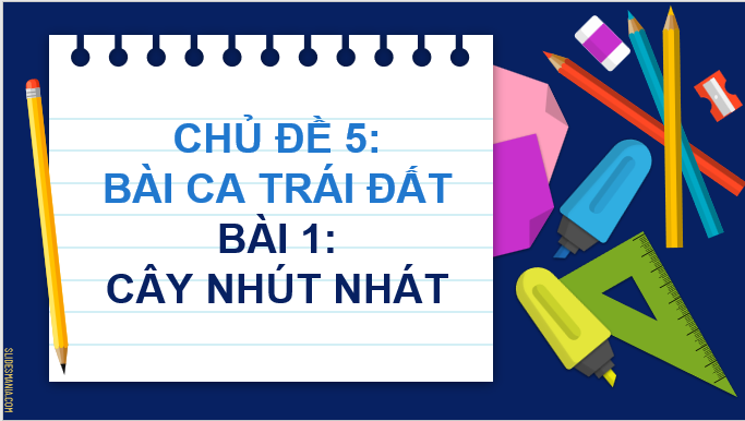 Giáo án điện tử Cây nhút nhát lớp 2 | PPT Tiếng Việt lớp 2 Chân trời sáng tạo