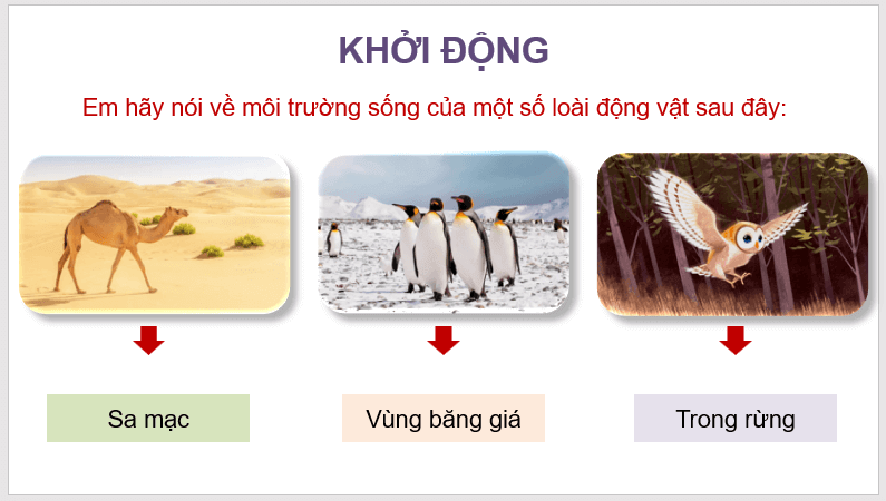 Giáo án điện tử Thằn lằn xanh và tắc kè lớp 4 | PPT Tiếng Việt lớp 4 Kết nối tri thức