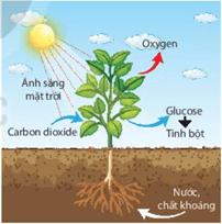 Giáo án Chuyên đề Toán 10 Kết nối tri thức Bài 2: Ứng dụng hệ phương trình bậc nhất ba ẩn