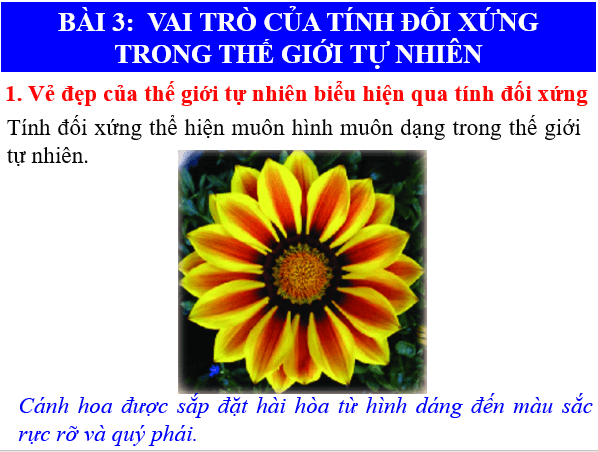 Giáo án điện tử Toán 6 Bài 3: Vai trò của tính đối xứng trong thế giới tự nhiên | PPT Toán 6 Chân trời sáng tạo