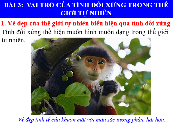 Giáo án điện tử Toán 6 Bài 3: Vai trò của tính đối xứng trong thế giới tự nhiên | PPT Toán 6 Chân trời sáng tạo