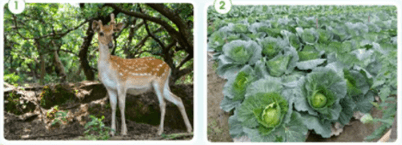 Giáo án Tự nhiên và xã hội lớp 2 Bài 11: Môi trường sống của thực vật và động vật | Cánh diều