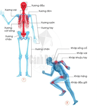 Giáo án Tự nhiên và xã hội lớp 2 Bài 14: Cơ quan vận động | Cánh diều