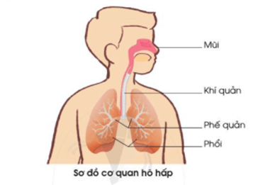 Giáo án Tự nhiên và xã hội lớp 2 Bài 16: Cơ quan hô hấp | Cánh diều