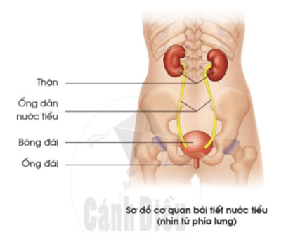 Giáo án Tự nhiên và xã hội lớp 2 Bài 18: Cơ quan bài tiét nước tiểu phòng tránh bệnh sỏi thận | Cánh diều