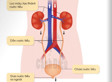 Giáo án Tự nhiên và xã hội lớp 2 Bài 18: Cơ quan bài tiét nước tiểu phòng tránh bệnh sỏi thận | Cánh diều