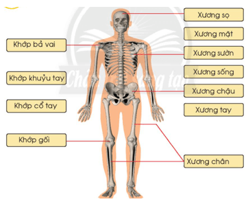 Giáo án Tự nhiên và xã hội lớp 2 Bài 19: Cơ quan vận động | Chân trời sáng tạo