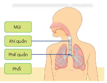 Giáo án Tự nhiên và xã hội lớp 2 Bài 21: Cơ quan hô hấp | Chân trời sáng tạo