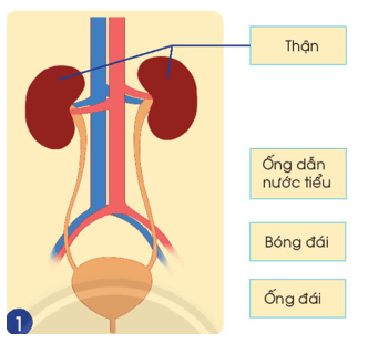 Giáo án Tự nhiên và xã hội lớp 2 Bài 23: Cơ quan bài tiết nước tiểu | Chân trời sáng tạo