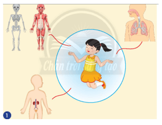 Giáo án Tự nhiên và xã hội lớp 2 Bài 25: Ôn tập chủ đề Con người và sức khoẻ | Chân trời sáng tạo