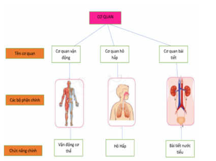 Giáo án Tự nhiên và xã hội lớp 2 Ôn tập và đánh giá - Chủ đề Cơ quan vận động | Cánh diều