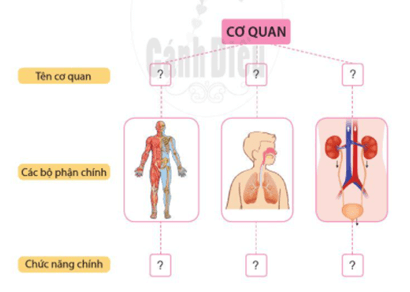 Giáo án Tự nhiên và xã hội lớp 2 Ôn tập và đánh giá - Chủ đề Cơ quan vận động | Cánh diều