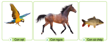 Giáo án Tự nhiên và xã hội lớp 3 Cánh diều Bài 13: Các bộ phận của động vật và chức năng của chúng