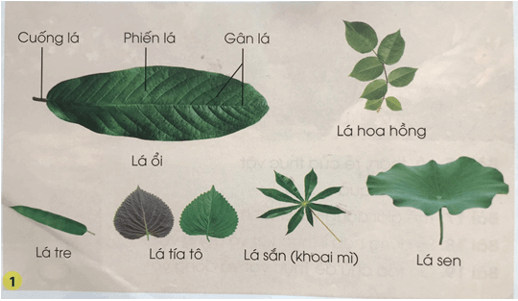 Giáo án Tự nhiên và xã hội lớp 3 Bài 15: Lá, thân, rễ của thực vật | Chân trời sáng tạo (ảnh 1)