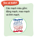 Giáo án Tự nhiên và xã hội lớp 3 Bài 16: Cơ quan tuần hoàn | Cánh diều