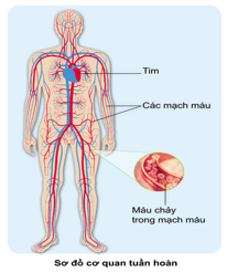 Giáo án Tự nhiên và xã hội lớp 3 Bài 16: Cơ quan tuần hoàn | Cánh diều