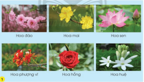 Giáo án Tự nhiên và xã hội lớp 3 Bài 16: Hoa và quả | Chân trời sáng tạo (ảnh 2)