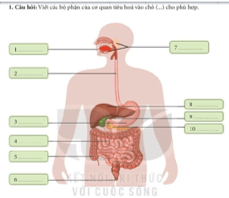 Giáo án Tự nhiên và xã hội lớp 3 Bài 18: Cơ quan tiêu hóa | Kết nối tri thức