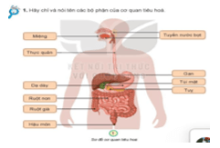 Giáo án Tự nhiên và xã hội lớp 3 Bài 18: Cơ quan tiêu hóa | Kết nối tri thức