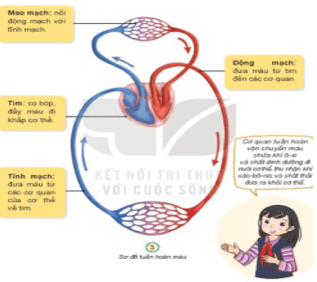 Giáo án Tự nhiên và xã hội lớp 3 Bài 20: Cơ quan tuần hoàn - Kết nối tri thức