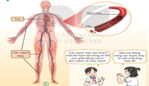 Giáo án Tự nhiên và xã hội lớp 3 Bài 20: Cơ quan tuần hoàn - Kết nối tri thức