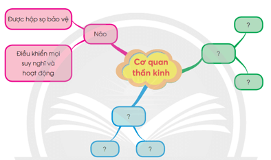 Giáo án Tự nhiên và xã hội lớp 3 Bài 25: Ôn tập chủ đề con người và sức khỏe | Chân trời sáng tạo (ảnh 1)