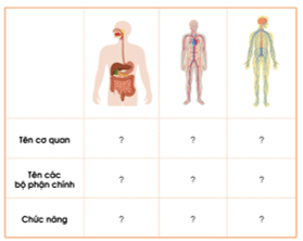 Giáo án Tự nhiên và xã hội lớp 3 Ôn tập: Chủ đề con người và sức khỏe | Cánh diều