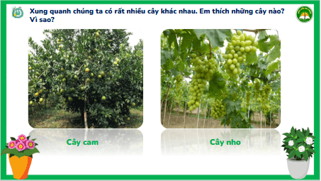 Giáo án điện tử TNXH lớp 3 Kết nối tri thức Bài 13: Một số bộ phận của thực vật | PPT Tự nhiên và xã hội lớp 3
