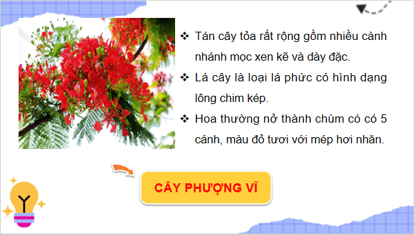 Giáo án điện tử TNXH lớp 3 Chân trời sáng tạo Bài 15: Lá, thân, rễ của thực vật | PPT Tự nhiên và xã hội lớp 3