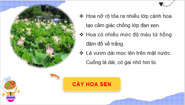 Giáo án điện tử TNXH lớp 3 Chân trời sáng tạo Bài 15: Lá, thân, rễ của thực vật | PPT Tự nhiên và xã hội lớp 3