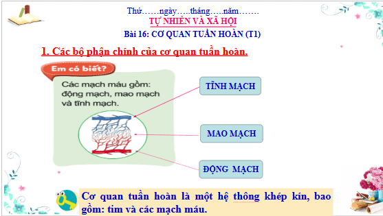 Giáo án điện tử TNXH lớp 3 Cánh diều Bài 16: Cơ quan tuần hoàn | PPT Tự nhiên và xã hội lớp 3