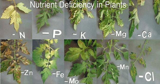 Giáo án Chuyên đề Hóa học 11 Kết nối tri thức (năm 2026 mới nhất) | Giáo án Chuyên đề học tập Hóa học 11