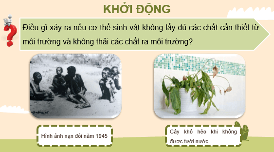 Giáo án điện tử Sinh học 11 Kết nối tri thức (hay nhất) | Bài giảng powerpoint (PPT) Sinh 11