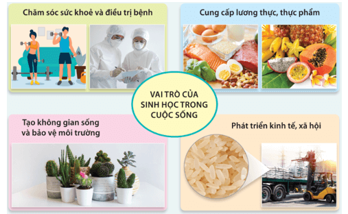 Giáo án Sinh 10 Kết nối tri thức (năm 2024 mới nhất) | Giáo án Sinh học 10