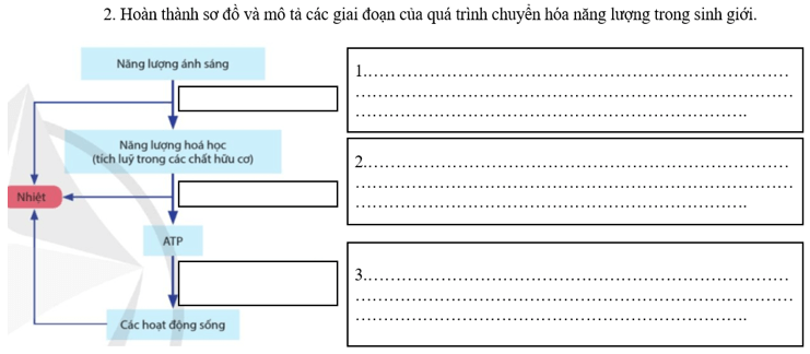 Giáo án Sinh 11 Cánh diều (năm 2024 mới nhất) | Giáo án Sinh học 11