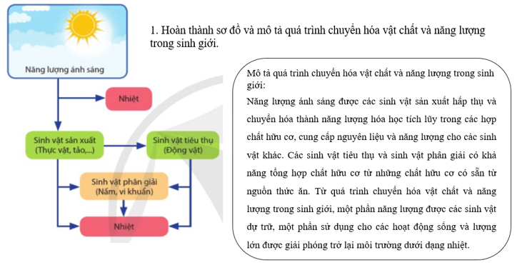 Giáo án Sinh 11 Cánh diều (năm 2024 mới nhất) | Giáo án Sinh học 11