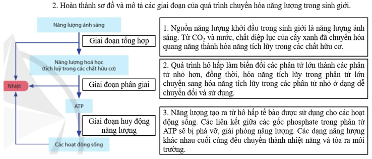 Giáo án Sinh 11 Cánh diều (năm 2024 mới nhất) | Giáo án Sinh học 11