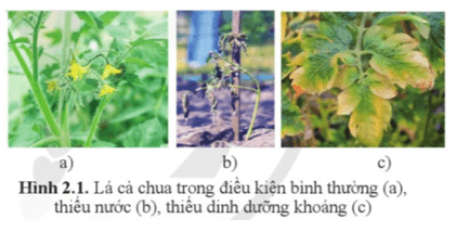 Giáo án Sinh 11 Cánh diều (năm 2024 mới nhất) | Giáo án Sinh học 11