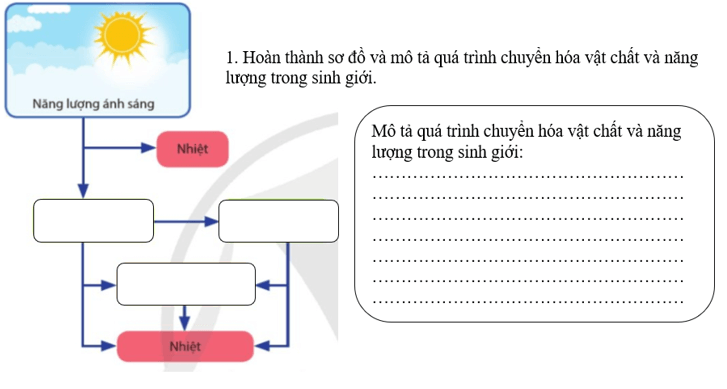 Giáo án Sinh 11 Cánh diều (năm 2024 mới nhất) | Giáo án Sinh học 11